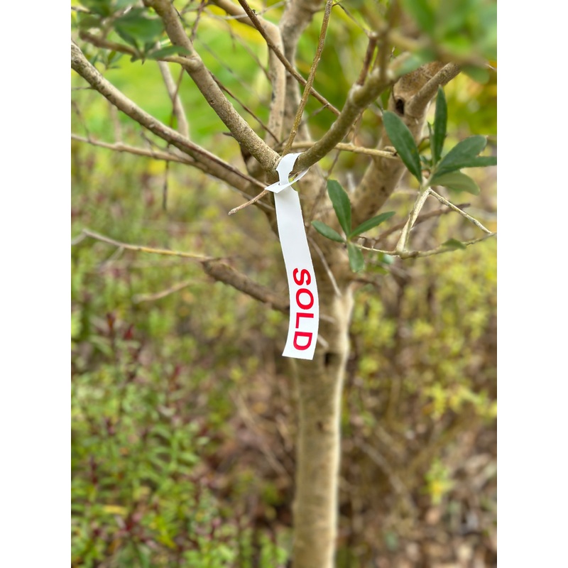 SOLD Pre-Printed Tags Q-PT19125PPSOLD