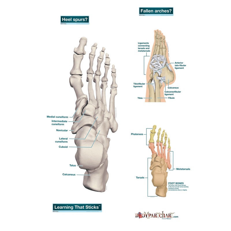 Body Part Chart:  Ankle and Foot        –   Removable     Adhesive Decal