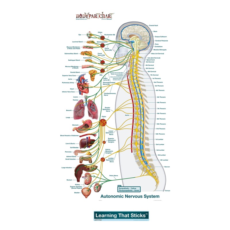 Body Part Chart:  Autonomic Nervous System Lateral        –   Removable     Adhesive Decal