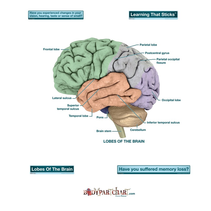 Body Part Chart:  Brain Lobes        –   Removable     Adhesive Decal
