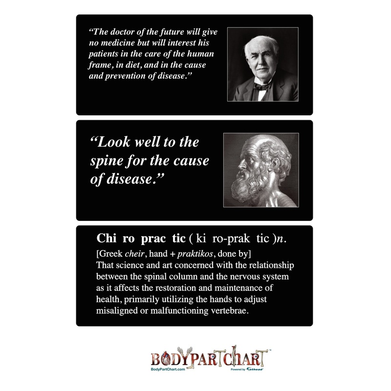 Body Part Chart:  Chiropractic Quotes        –   Removable     Adhesive Decal