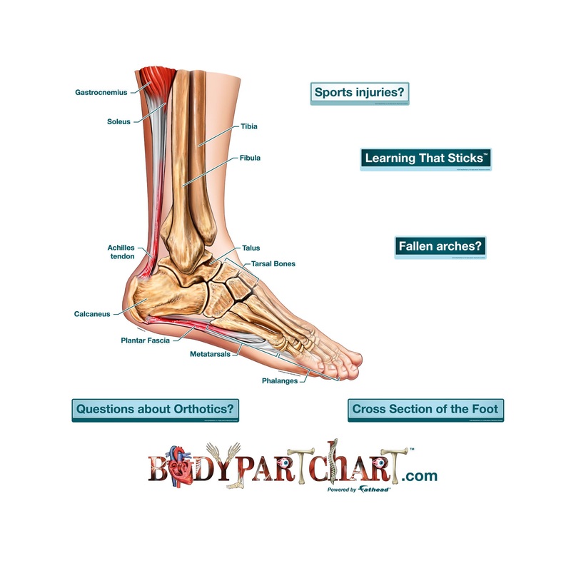 Body Part Chart:  Cross-Section of the Foot (Labeled)        –   Removable     Adhesive Decal