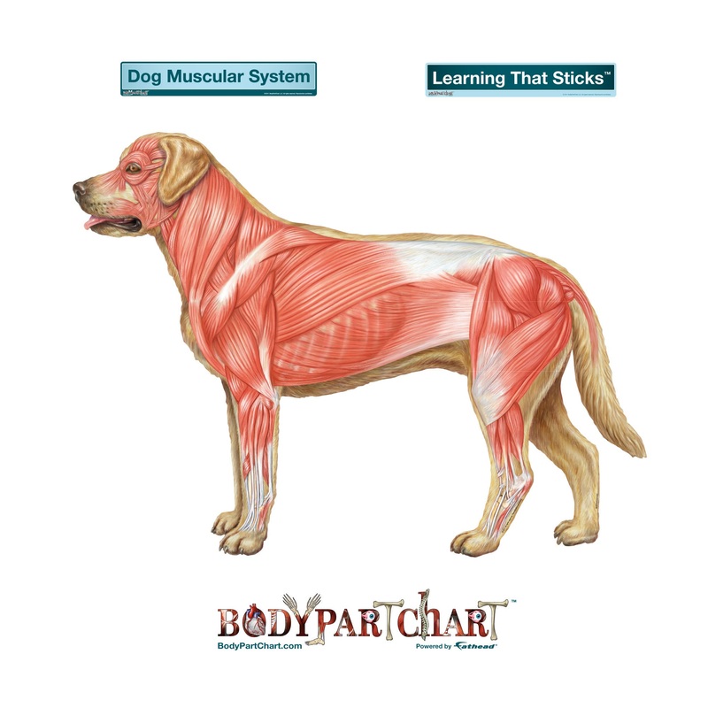 Body Part Chart: Dog Muscular System        –   Removable     Adhesive Decal