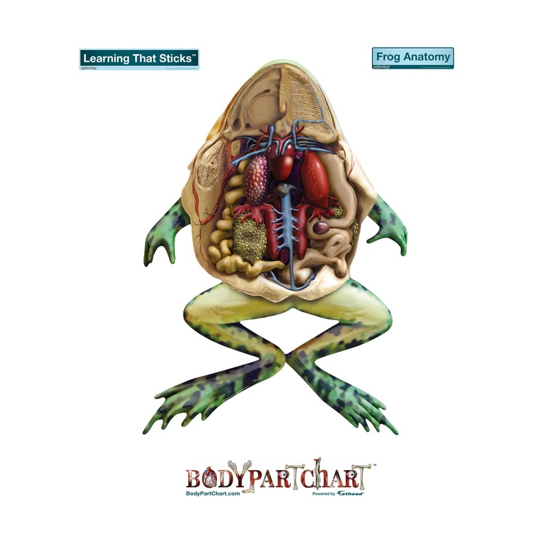 Body Part Chart: Frog Anatomy        –   Removable     Adhesive Decal