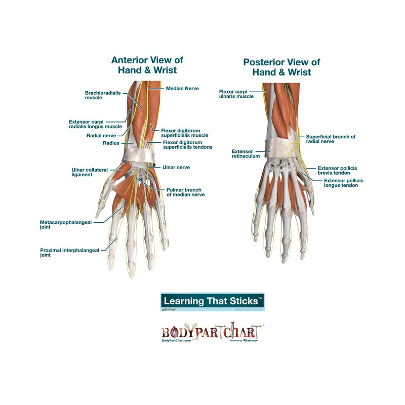 Body Part Chart:  Hand and Wrist        –   Removable     Adhesive Decal