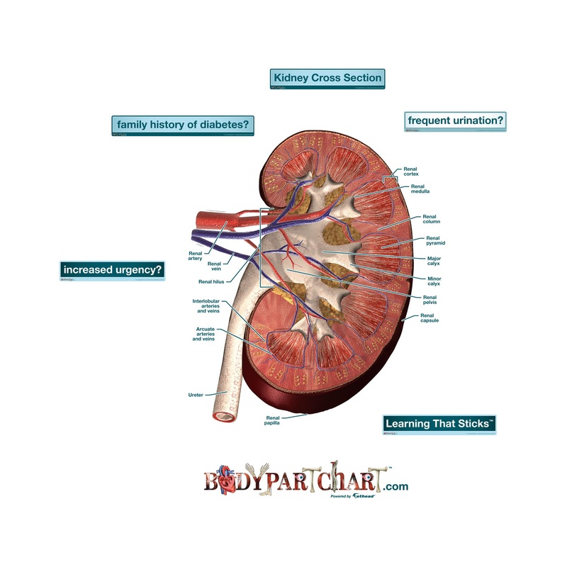 Body Part Chart: Kidney Cross-Section (Labeled)        –   Removable     Adhesive Decal
