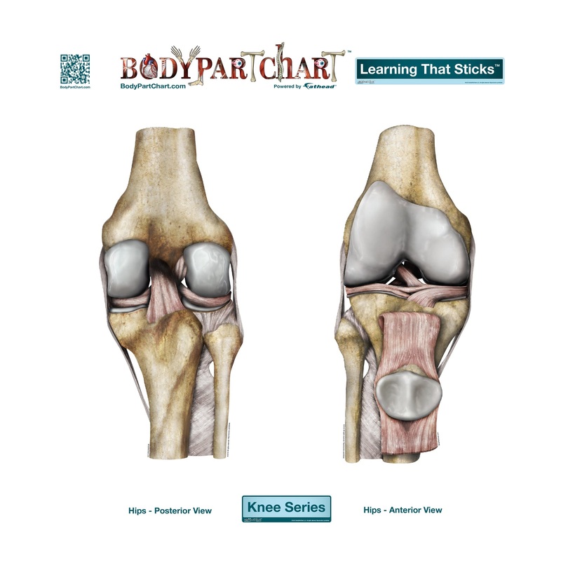Body Part Chart:  Knee Opposing Views        –   Removable     Adhesive Decal