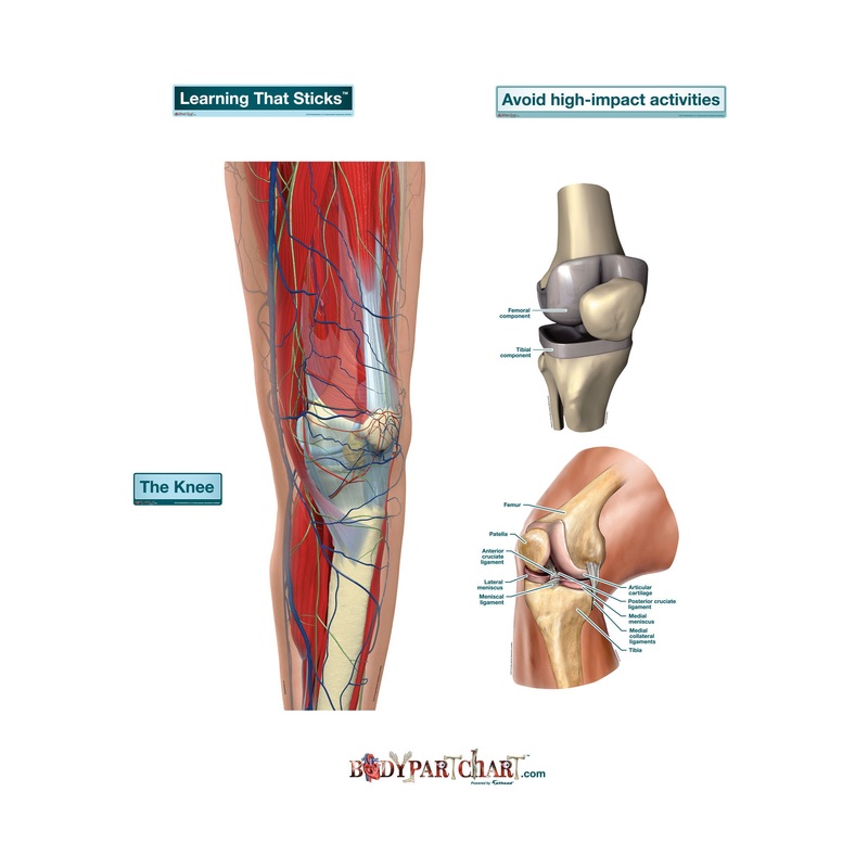 Body Part Chart:  Knee        –   Removable     Adhesive Decal