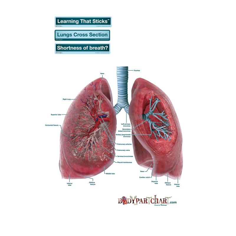 Body Part Chart: Lungs Cross-Section (Labeled)        –   Removable     Adhesive Decal
