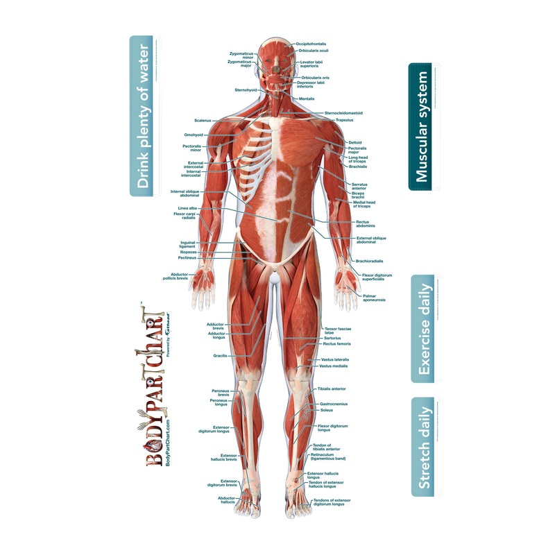 Body Part Chart:  Muscular System Front        –   Removable     Adhesive Decal