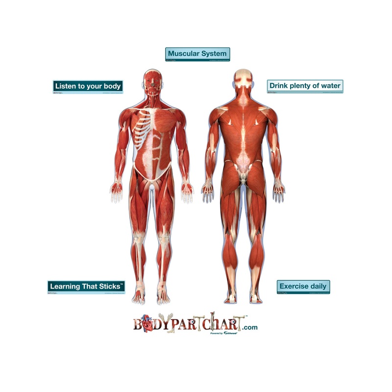 Body Part Chart:  Muscular System        –   Removable     Adhesive Decal
