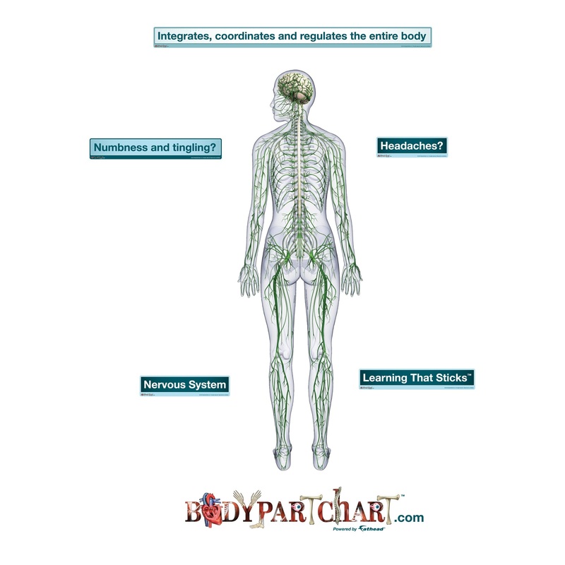 Body Part Chart: Nervous System Rear View        –   Removable     Adhesive Decal