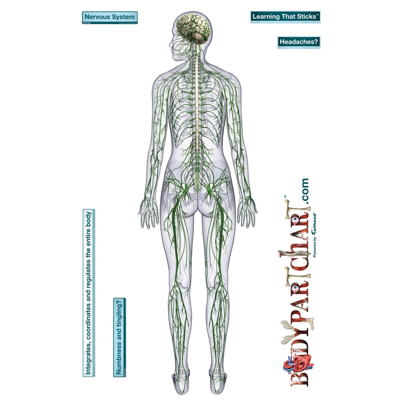 Body Part Chart:  Nervous System        –   Removable     Adhesive Decal