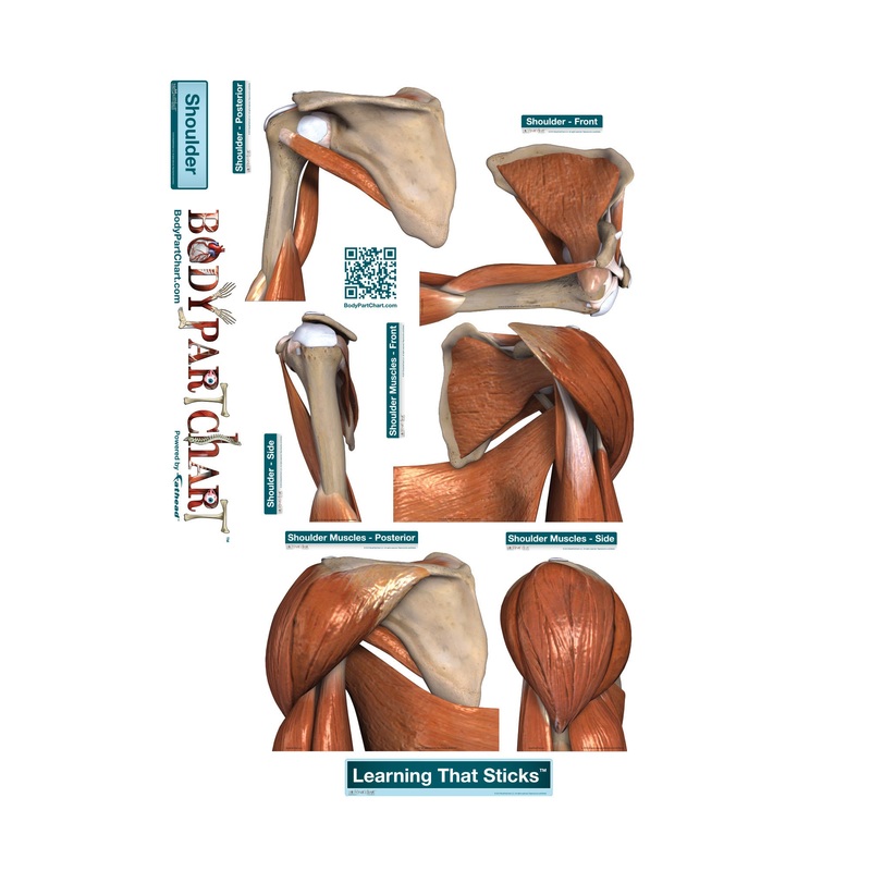 Body Part Chart:  Shoulder Series        –   Removable     Adhesive Decal
