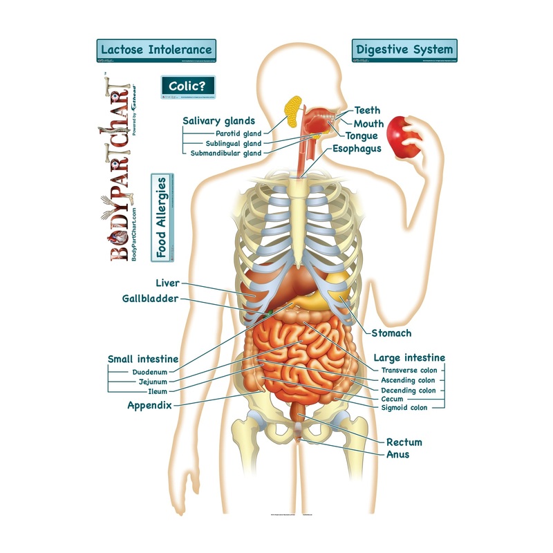 Body Part Chart:  Simplified Digestive System        –   Removable     Adhesive Decal