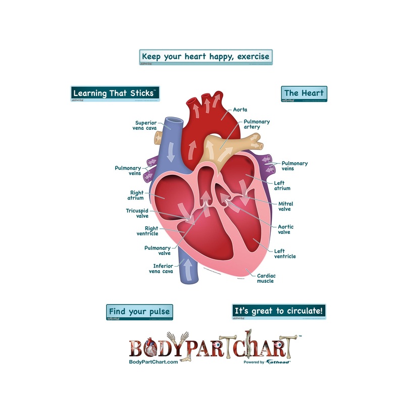Body Part Chart:  Simplified Heart        –   Removable     Adhesive Decal