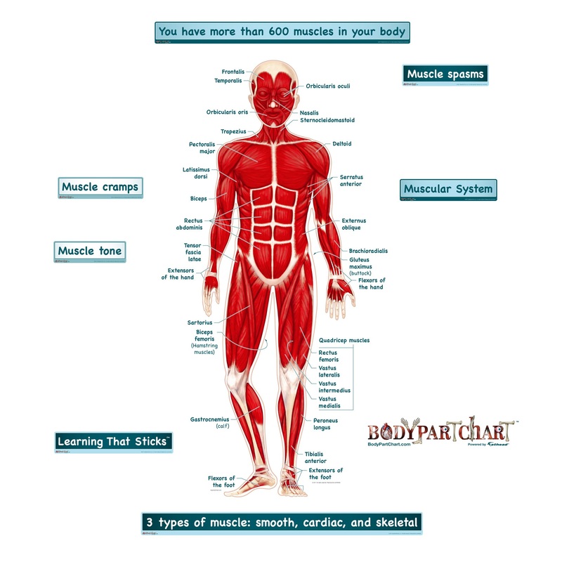 Body Part Chart:  Simplified Muscular System        –   Removable     Adhesive Decal