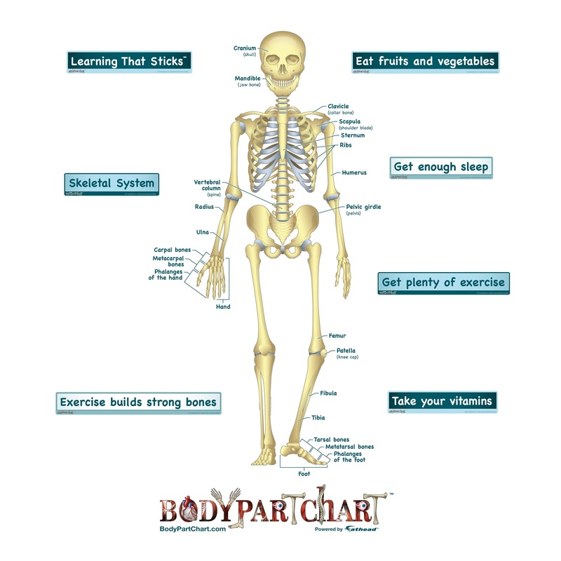 Body Part Chart:  Simplified Skeletal System        –   Removable     Adhesive Decal