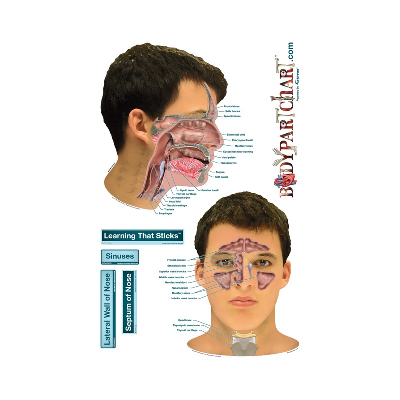 Body Part Chart:  Sinuses        –   Removable     Adhesive Decal