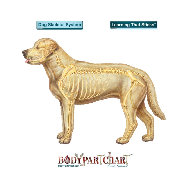 Body Part Chart: Skeletal System Dog Skeletal System        –   Removable     Adhesive Decal