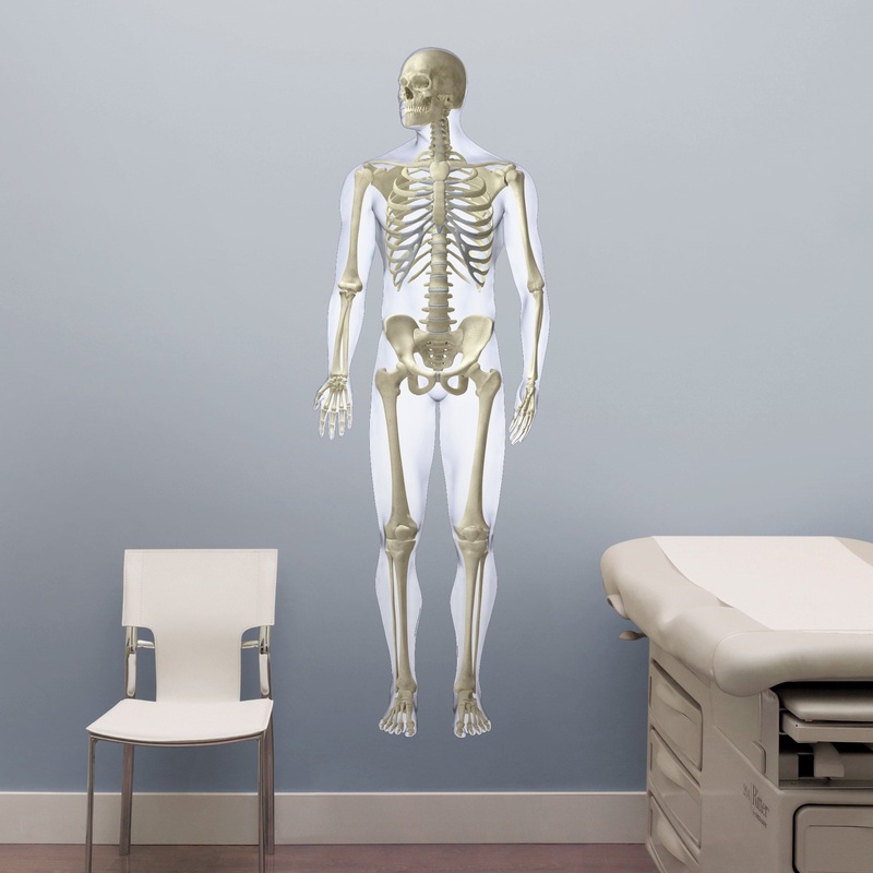 Body Part Chart: Skeletal Systems Front        –   Removable     Adhesive Decal