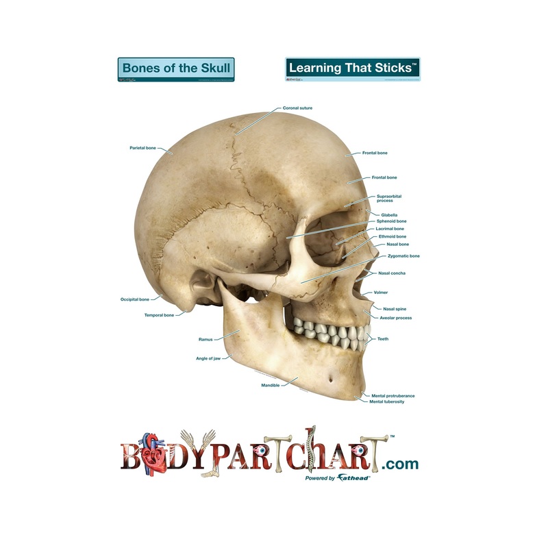 Body Part Chart:  Skull        –   Removable     Adhesive Decal