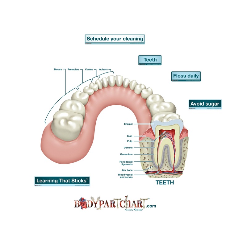 Body Part Chart: Tooth Cross-Section (Labeled)        –   Removable     Adhesive Decal