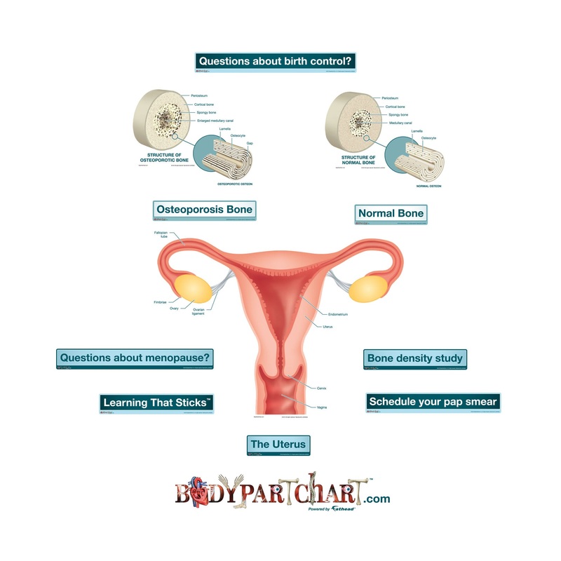 Body Part Chart:  Uterus        –   Removable     Adhesive Decal