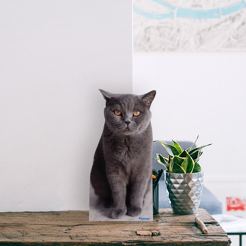 Animals: British Shorthair Cat Mini Cardstock Cutout – Stand Out