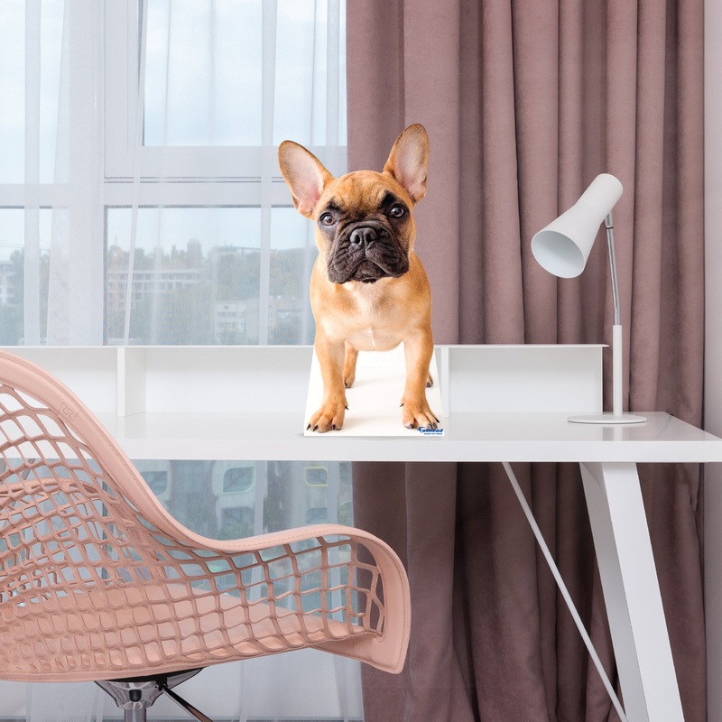Animals: French Bulldog Mini Cardstock Cutout – Stand Out