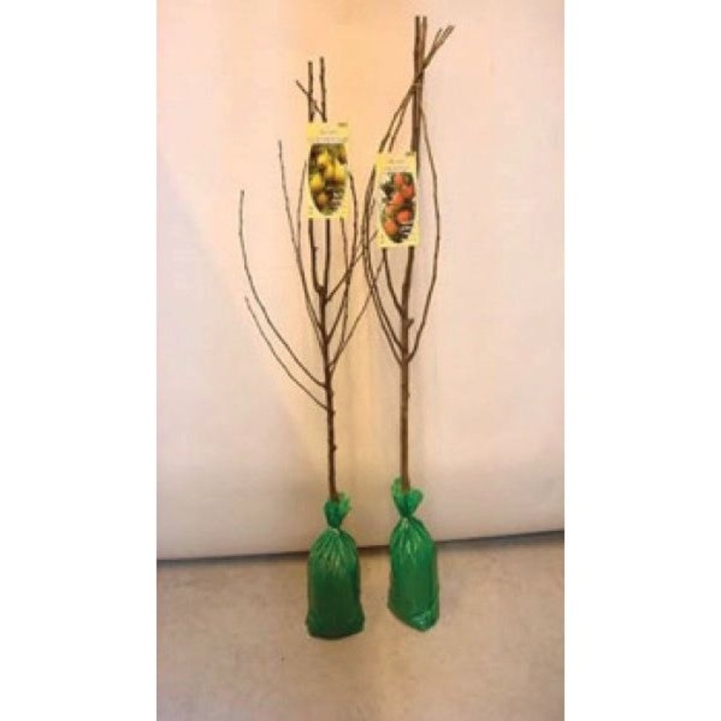 Deree Fruit Tree|1.4/1.6m|1.4/1.6m